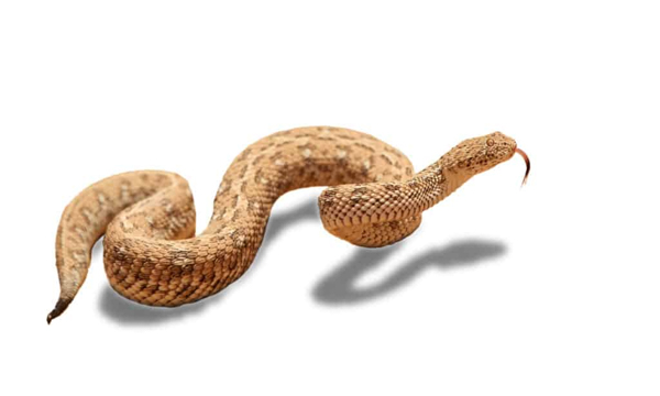 Rắn Peringuey - Loài rắn độc có tốc độ bò nhanh nhất thế giới