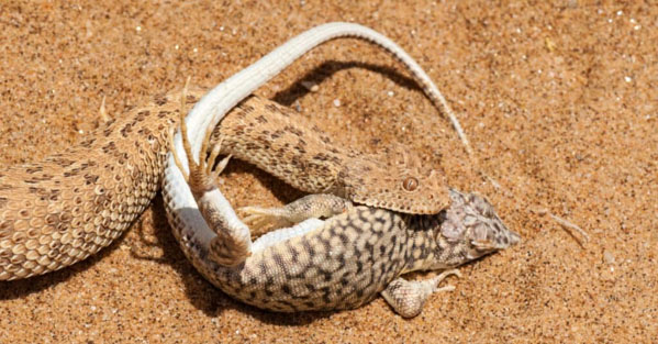 Rắn Peringuey - Loài rắn độc có tốc độ bò nhanh nhất thế giới