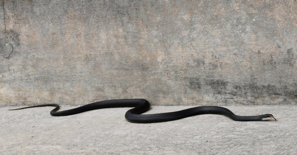 Rắn Racer đen phương Nam - Loài rắn di chuyển nhanh nhất Bắc Mỹ