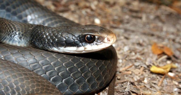 Rắn Racer đen phương Nam - Loài rắn di chuyển nhanh nhất Bắc Mỹ