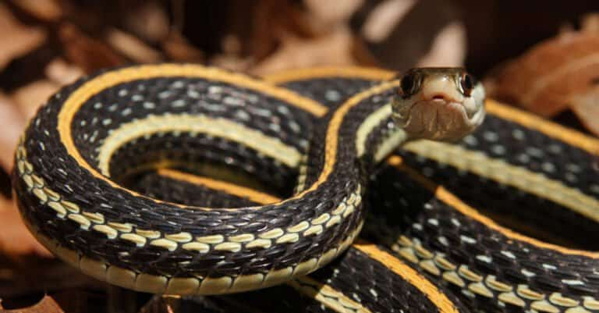 Rắn ruy băng (Ribbon Snake) là rắn gì? Đặc điểm ngoại hình, hành vi