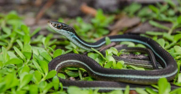 Rắn ruy băng (Ribbon Snake) là rắn gì? Đặc điểm ngoại hình, hành vi