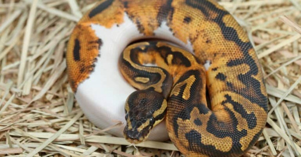 Trăn bóng Pied Ball Python - Loài trăn đột biến với màu sắc tuyệt đẹp