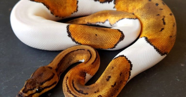 Trăn bóng Pied Ball Python - Loài trăn đột biến với màu sắc tuyệt đẹp