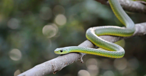 Rắn Boomslang - Loài rắn độc phổ biến nhất châu Phi