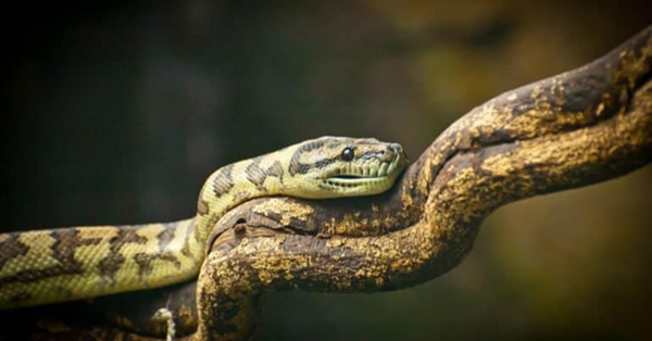 Rắn Bushmaster - Loài rắn độc dài nhất thế giới