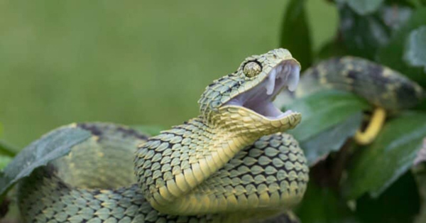 Rắn vảy sừng Bush Viper là rắn gì? Có độc không?
