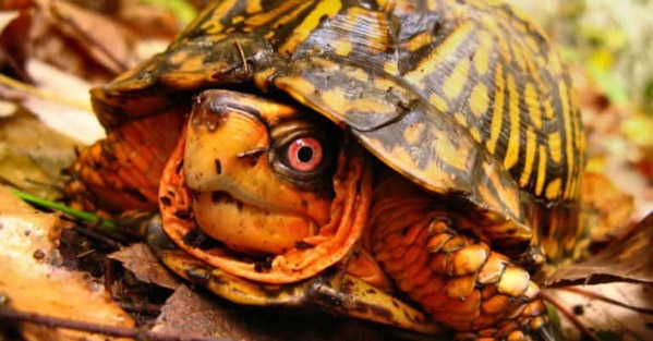 Rùa hộp (Box Turtle) là rùa gì? Đặc điểm ngoại hình, hành vi
