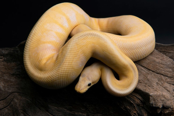 Trăn bóng chuối (Banana Ball Python) - Loài trăn dễ chăm sóc nhất