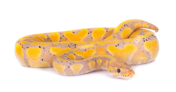 Trăn bóng chuối (Banana Ball Python) - Loài trăn dễ chăm sóc nhất