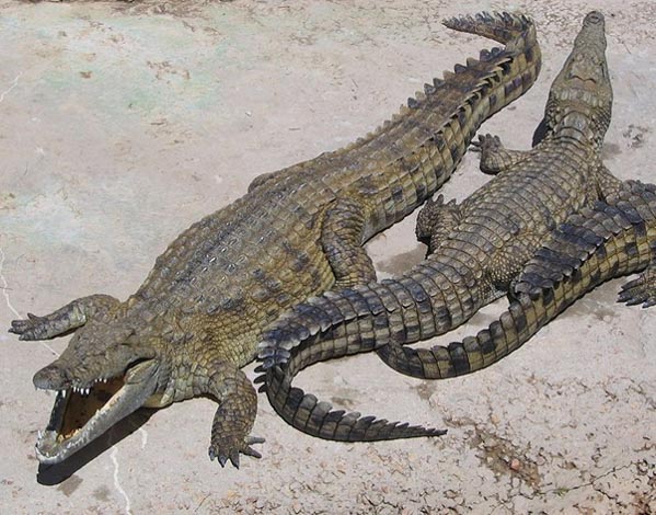 Phân loại và tiến hóa của cá sấu