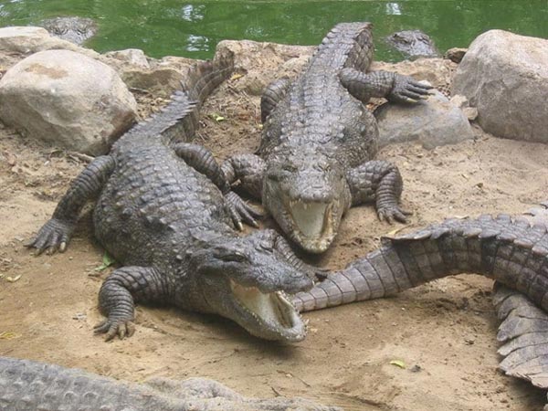 Hình dáng cá sấu