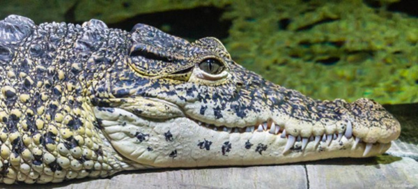 Cá sấu và những đặc điểm hình dáng, hành vi