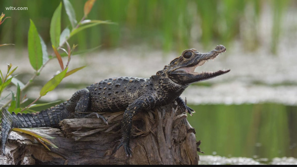 Cá sấu Caiman là gì? Đặc điểm ngoại hình và hành vi