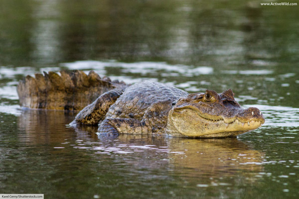 Cá sấu Caiman là gì? Đặc điểm ngoại hình và hành vi