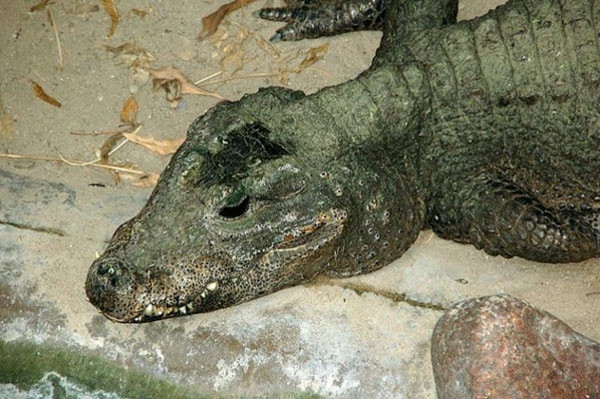 Cá sấu lùn - Đặc điểm ngoại hình, hành vi