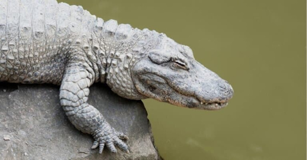 Cá sấu Trung Quốc - Đặc điểm ngoại hình, hành vi và chế độ ăn
