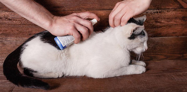 Cách điều trị viêm da cho mèo