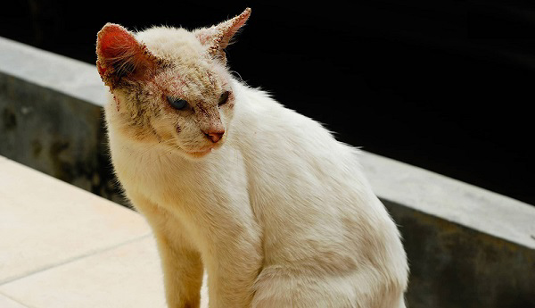 Bệnh viêm da ảnh hưởng rất nhiều đến sức khỏe và vẻ ngoài của mèo cưng