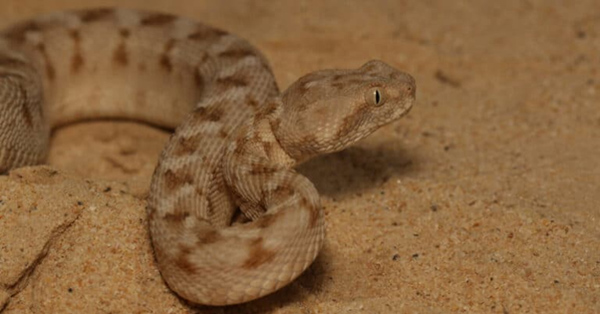 Rắn Carpet Viper - Loài rắn gây chết người nhiều nhất thế giới