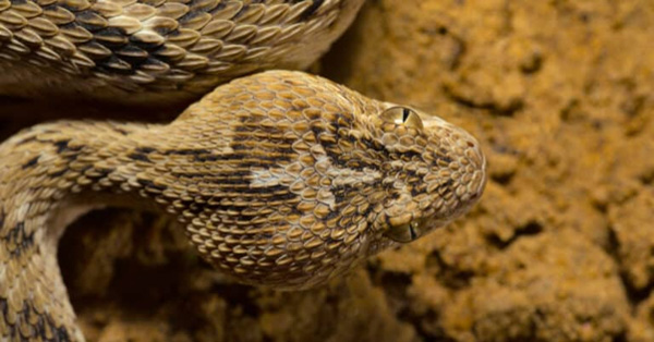 Rắn Carpet Viper - Loài rắn gây chết người nhiều nhất thế giới