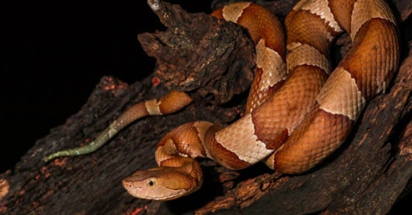 Rắn Copperhead (rắn đầu đồng) - Loài rắn độc cực kỳ nguy hiểm