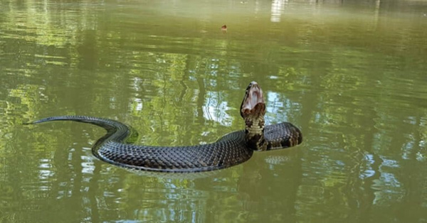 Rắn Cottonmouth - Loài rắn bán thủy sinh tại Hoa Kỳ