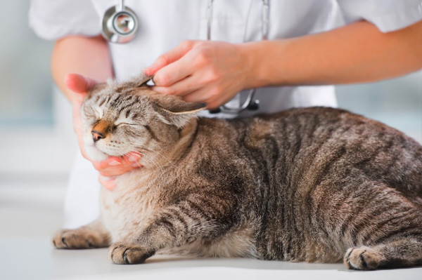 Rận tai mèo có thể được điều trị bằng phương pháp tiêm thuốc