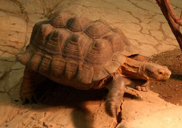 Rùa sa mạc (Desert Tortoise) - Loài rùa có tuổi thọ đến 80 năm