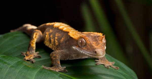 Tắc kè Crested Gecko - Loài tắc kè với hàng lông mi đặc biệt