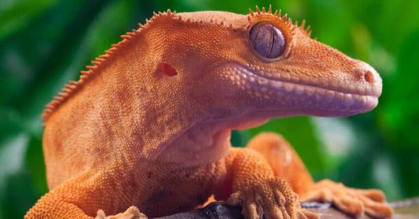 Tắc kè Crested Gecko - Loài tắc kè với hàng lông mi đặc biệt