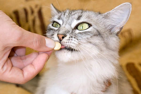 Cách cho mèo uống thuốc tẩy giun hiệu quả
