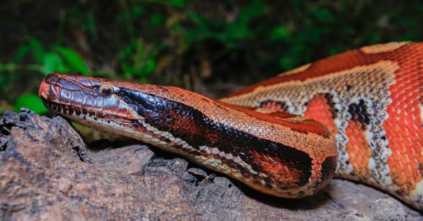 Trăn cộc (Blood Python) là con gì? Cách nuôi trăn cộc đỏ