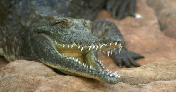 Cá sấu nước ngọt - Thông tin chi tiết từ A - Z