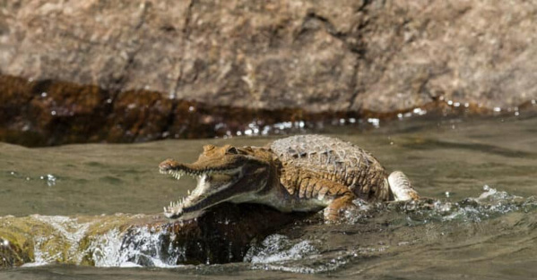 Các mối đe dọa của cá sấu nước ngọt