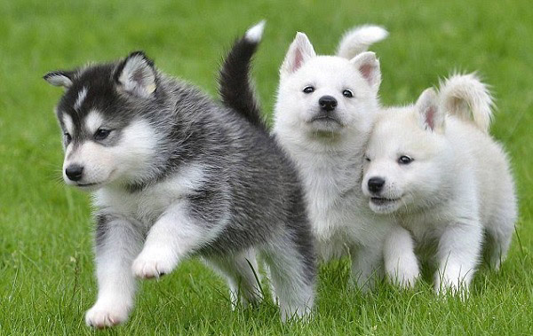 Chó Husky có bộ lông với nhiều màu đa dạng