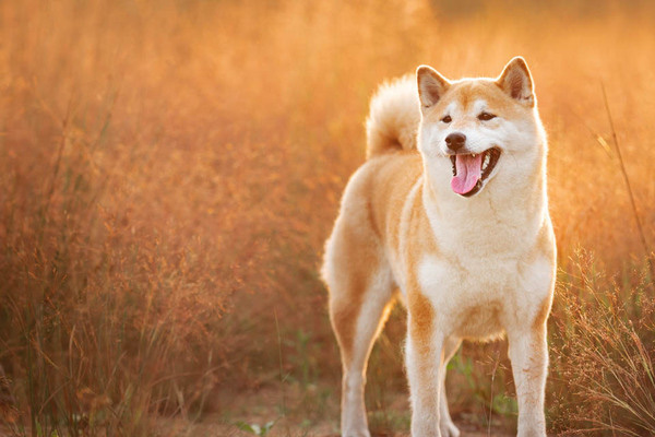 Chó Nhật Shiba Inu với ngoại hình đáng yêu và hay cười