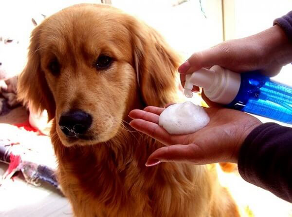 Sử dụng xà phòng để tắm cho chó là cách trị ve chó đơn giản, hiệu quả
