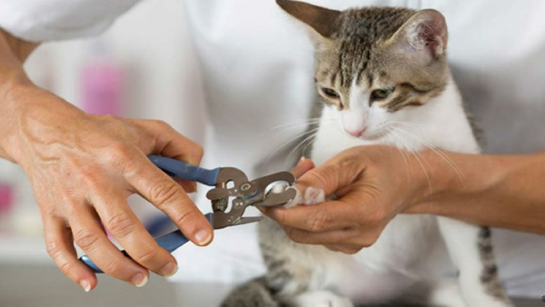 Có nên hay không việc cắt móng cho mèo thường xuyên?