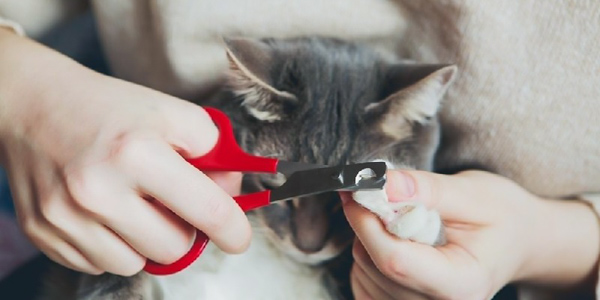 Cần giữ bình tĩnh trong quá trình xử lý vết thương cho mèo