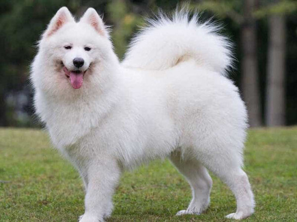 Samoyed thuần chủng được xếp vào danh sách chó đắt nhất trên thế giới
