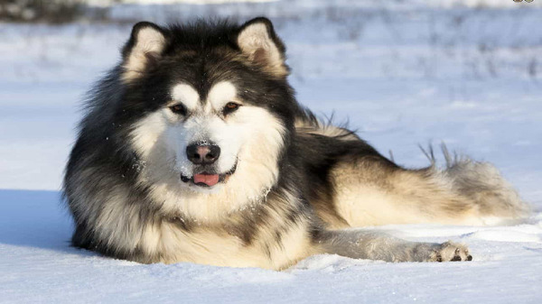 “Điểm mặt” ngay top 5 giống chó đẹp nhất thế giới