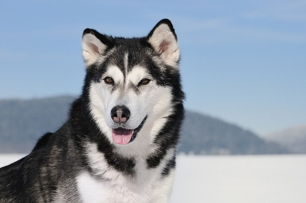 Nhiều người chọn nuôi Alaska vì chúng đẹp và vô cùng thông minh