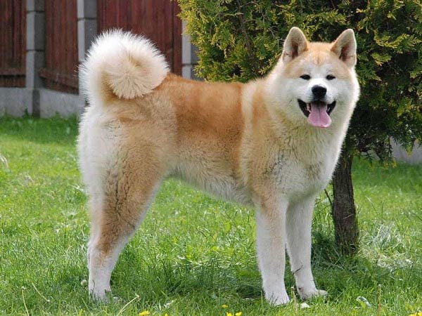 Akita Inu chính là sự lựa chọn tuyệt vời nhất nếu như bạn muốn nuôi chó