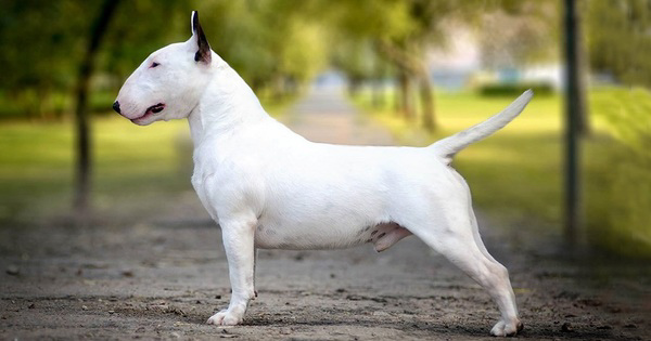 Chó Bull Terrier được xếp vào danh sách giống chó dữ