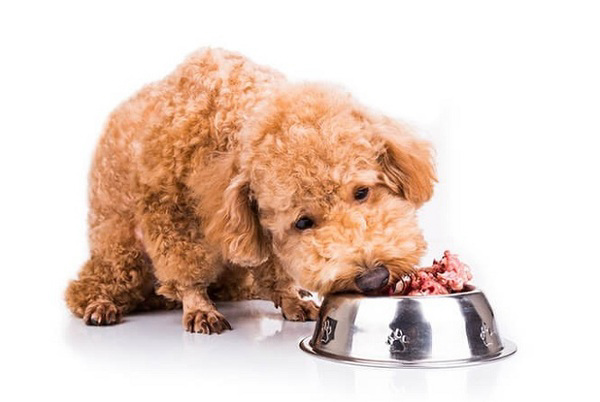 Trả lời câu hỏi chó không nên ăn gì dành cho bạn