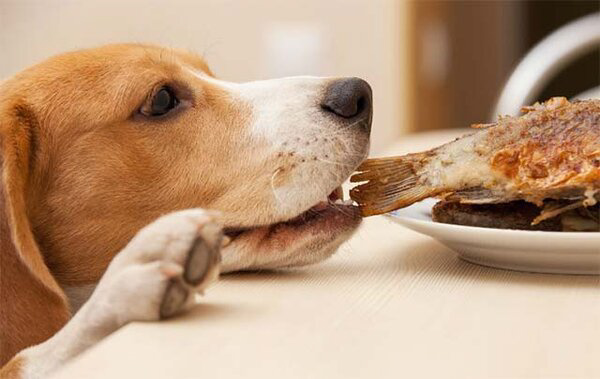Chế độ dinh dưỡng của chó là điều vô cùng quan trọng