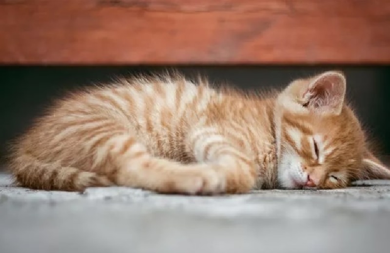 Mèo dành hầu hết thời gian cuối đời để ngủ