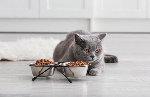 Nhiều con mèo gần như không ăn gì trong những ngày cuối đời