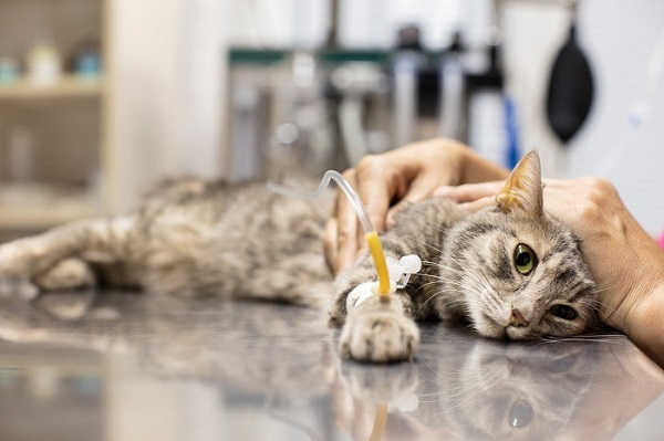 Đưa mèo đến ngay bác sĩ thú y để được chẩn đoán và điều trị kịp thời